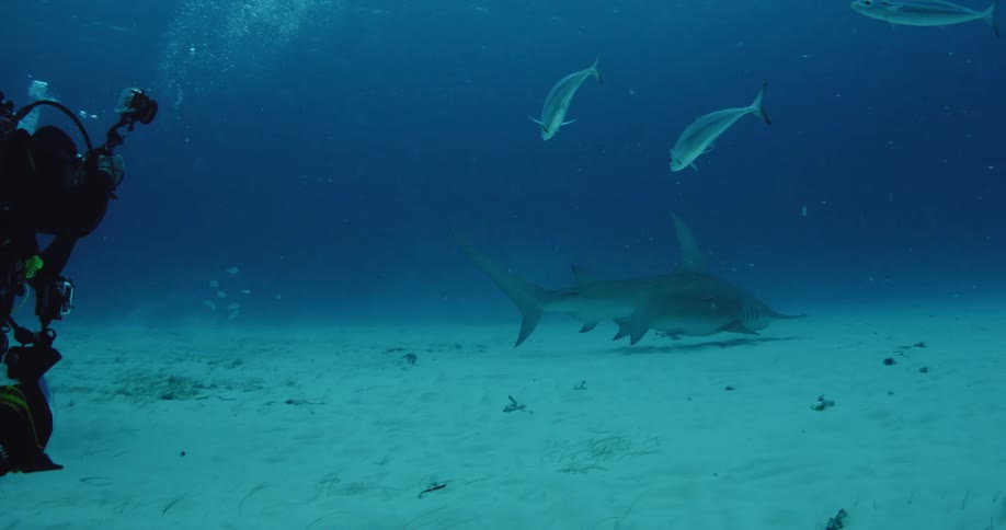 A scuba diver films the fish and shark passing by