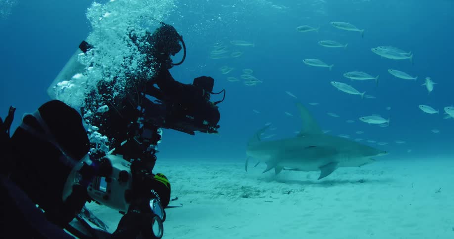 Two divers film a school of fish and a shark