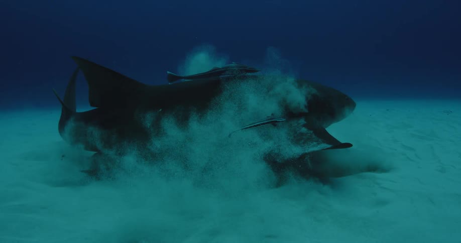 Nurse shark gobbling something from the bottom and expelling the dirt through its gills