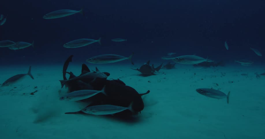 Sharks and fish are swimming near the bottom of the ocean