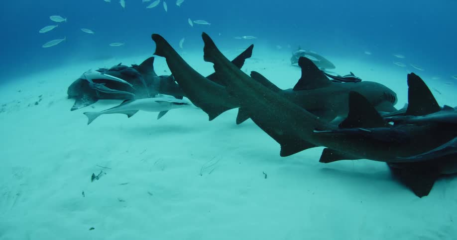 A school of sharks swim together near the sand underwater