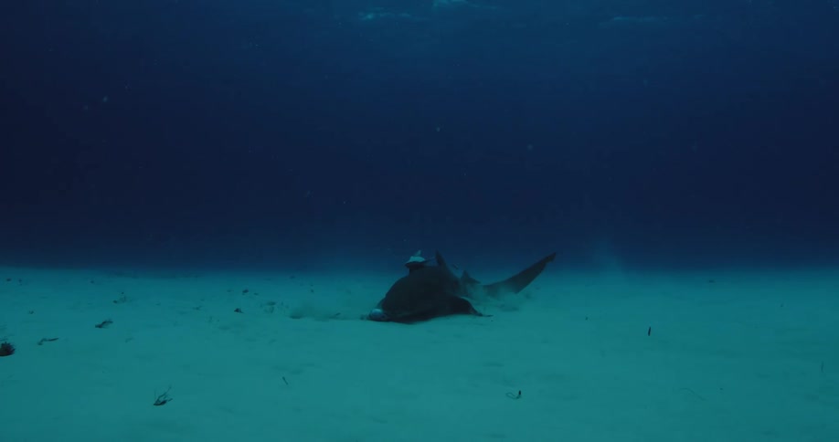 A shark is feeding in the sand at the bottom of the ocean