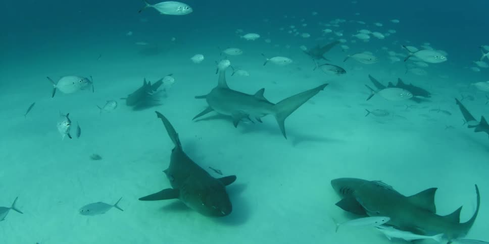 A group of sharks and fish swim near the ocean floor