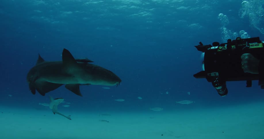 Nurse shark being filmed by a scuba diver