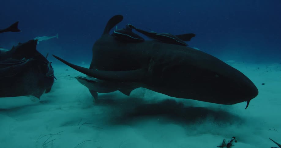 Nurse sharks swimming amongst other fish