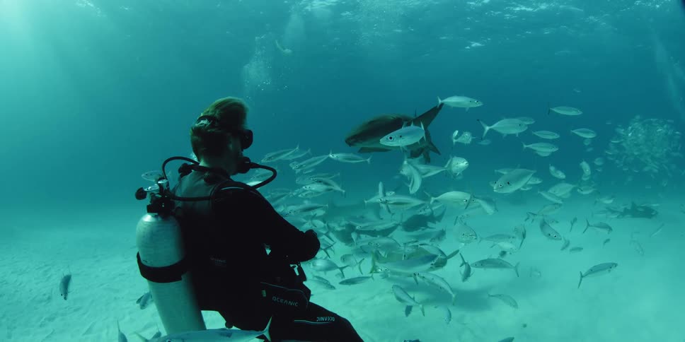 A diver stands still as a shark approaches through a pool of fish