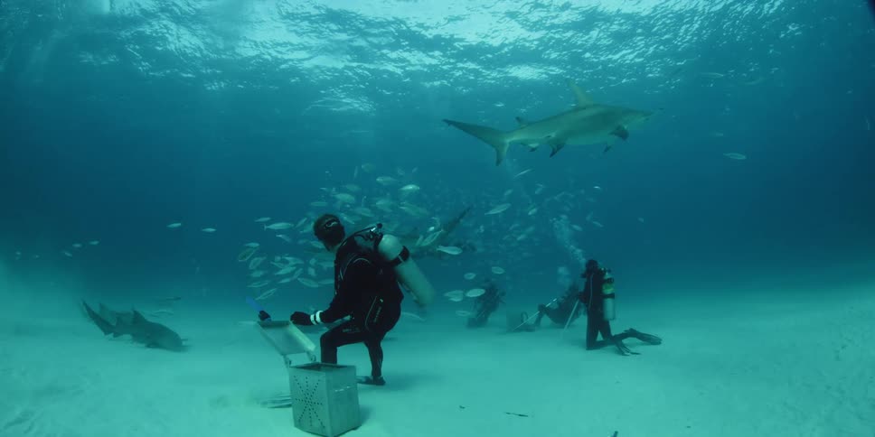 A scuba diver reaches into a metal box on the ocean floor as fish and sharks swim by
