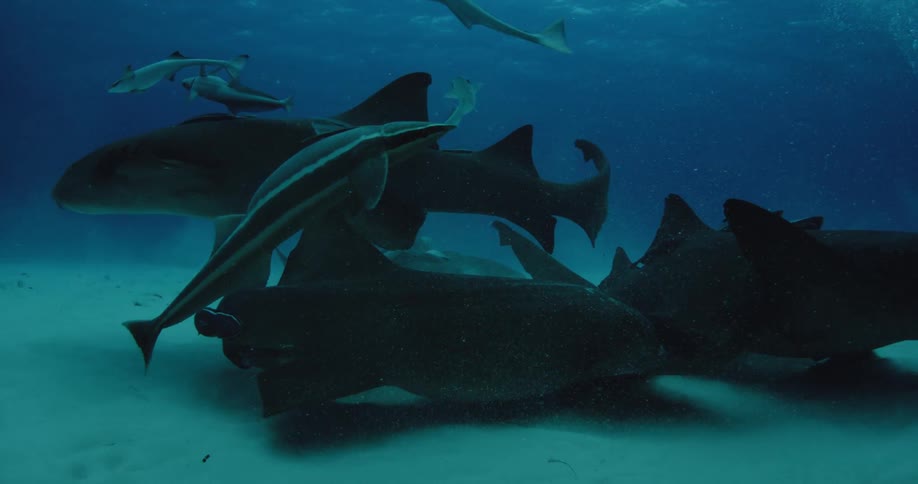 Sharks and fish swim together in the sand underwater