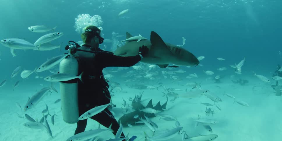 A scuba diver reaches out and touches a passing shark