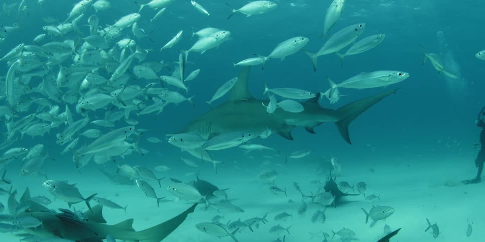 Scuba divers watch a large group of fish and sharks