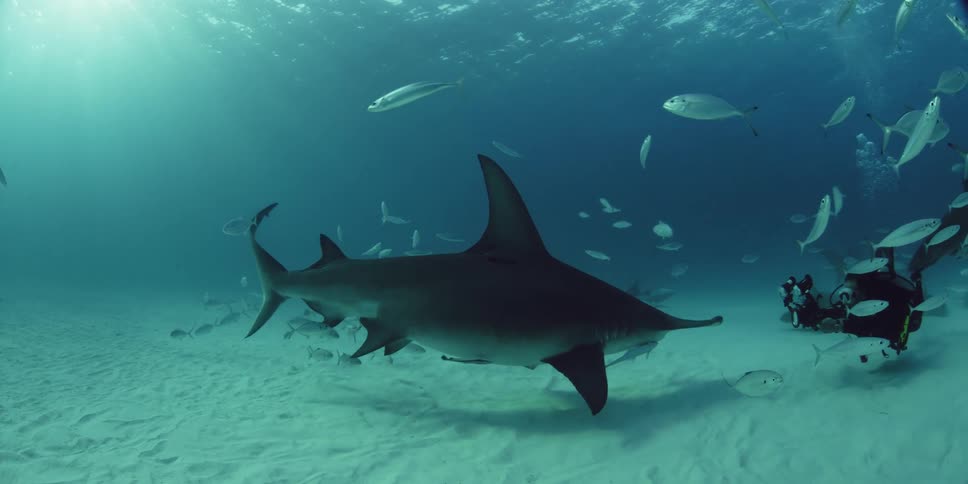 A shark and a pool of fish are filmed by a diver