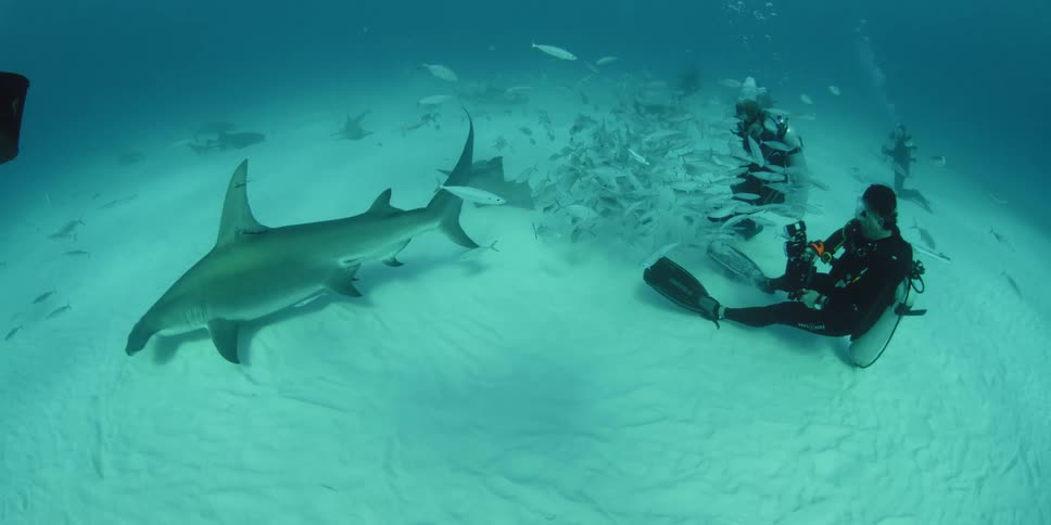 Two scuba divers sit on the bottom of the water as a school of white fish swim near sharks