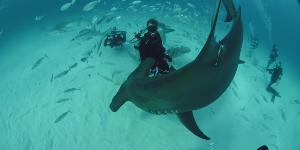 Divers taking pictures of sharks swimming low to ocean floor