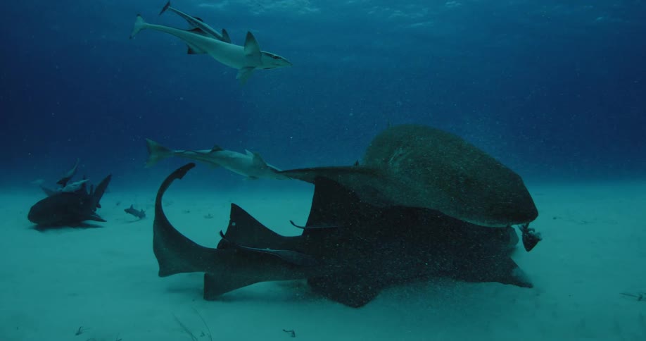 Several sharks and fish swimming near the ocean floor