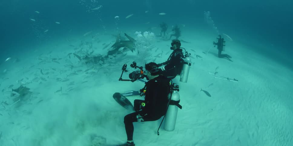 Two scuba divers photograph sharks and fish in the bottom of the water