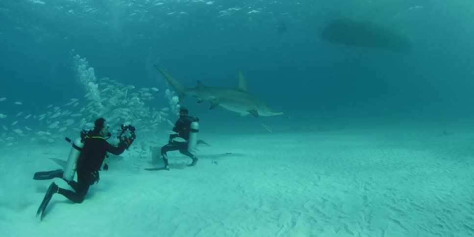 Two divers are surrounded by fish and a shark in the ocean
