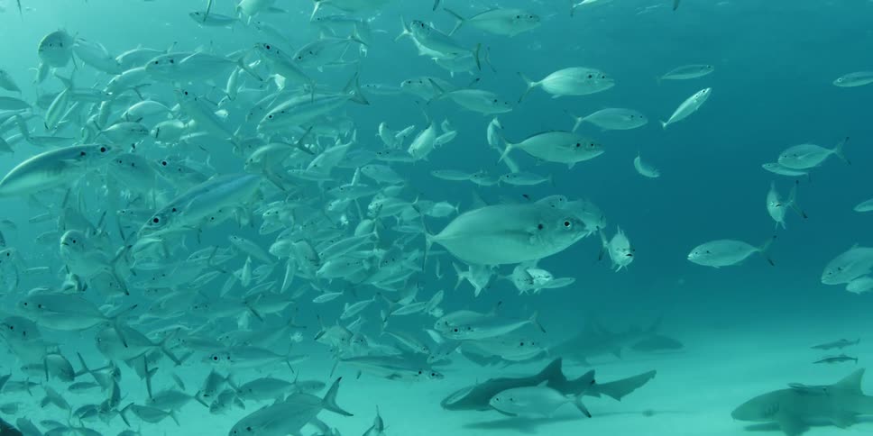 Fish and sharks swim in the ocean