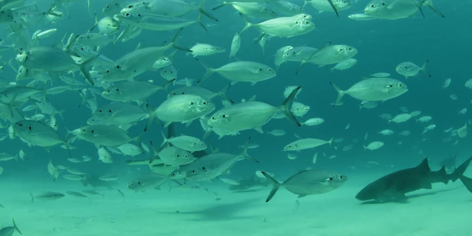 A small shark is swimming among a huge school of fish