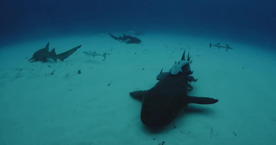 Sharks swim at the bottom of the ocean