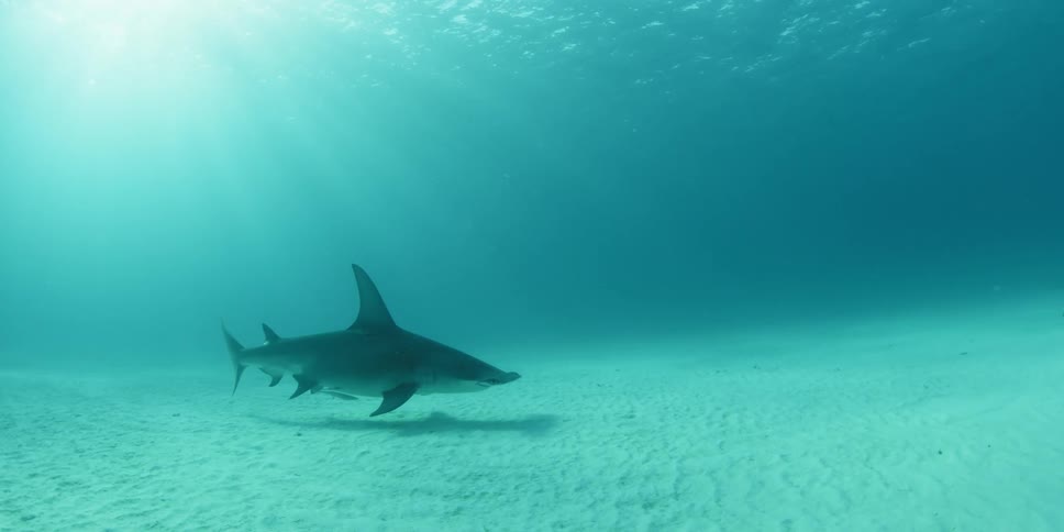 A long nosed shark is swimming on the floor of the ocean