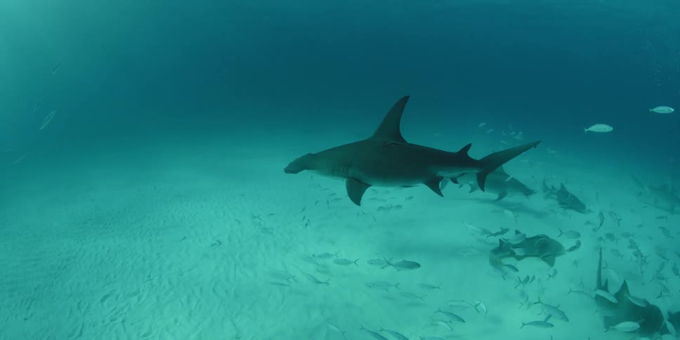 A group of sharks swims with a school of fishes on the ocean floor