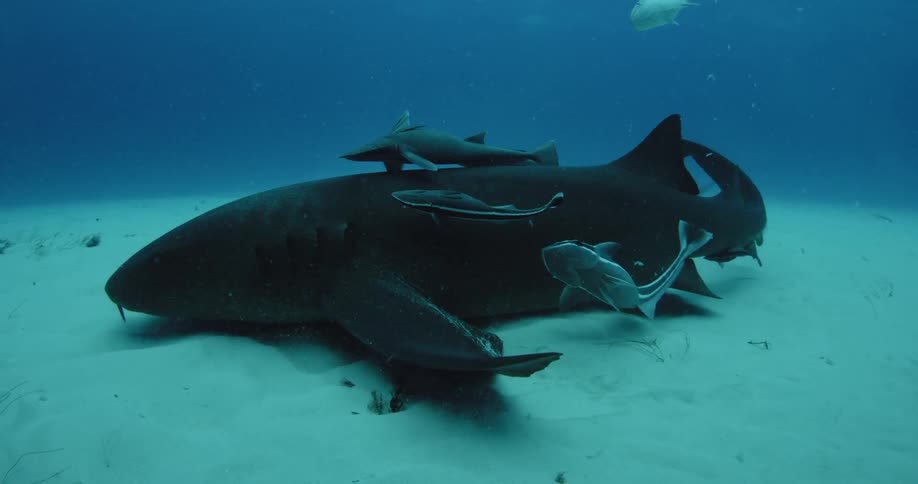 A large shark with a bunch of smaller fish around it is swimming towards the camera
