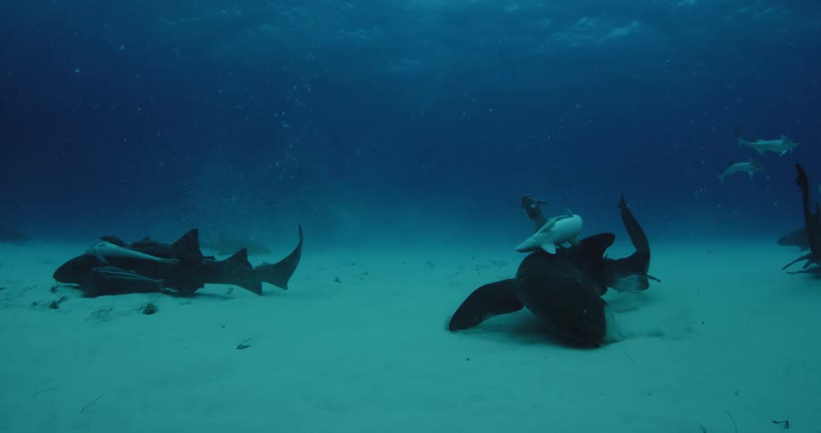 A group of sharks and fish swim near the ocean floor