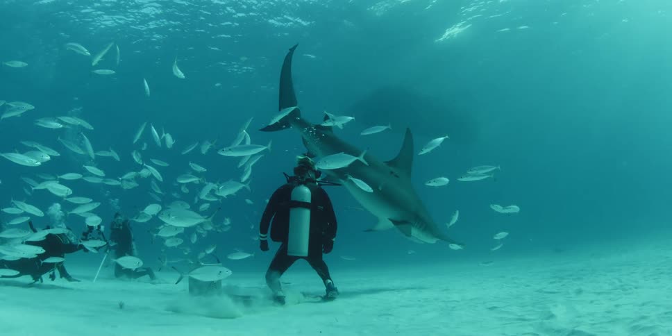 A scuba diver makes way for a shark swimming past