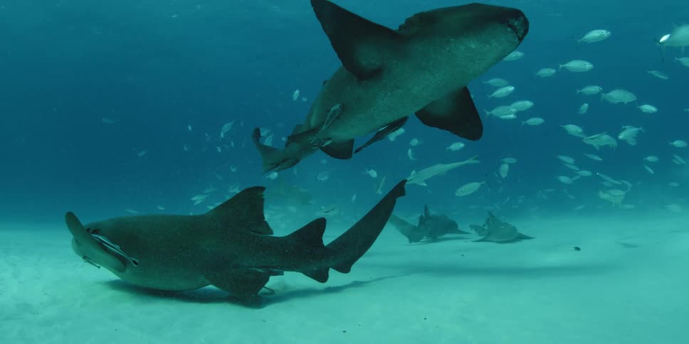 Fish swim around the bottom of the ocean