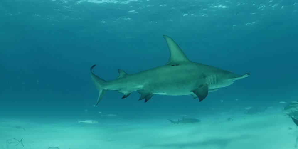 Hammerhead shark swimming close to the bottom of the waters