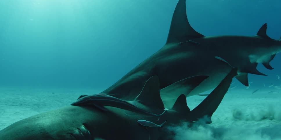 Sharks and fish swim near the sandy seafloor