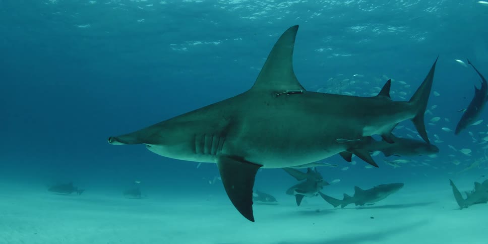 Schools of white fish surround sharks as one hammerhead escapes them