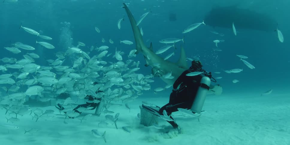 Divers swim with fish and sharks in the ocean