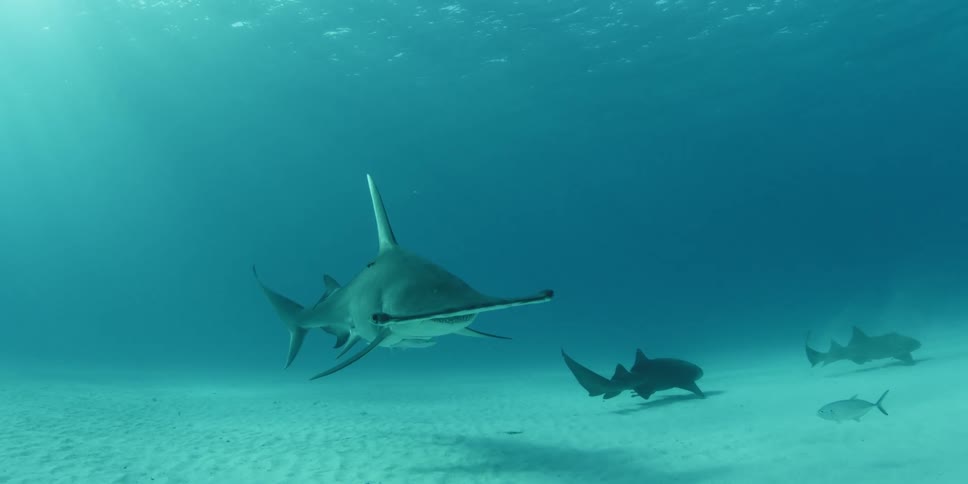 Sharks are swimming on the bottom of the ocean near the sand