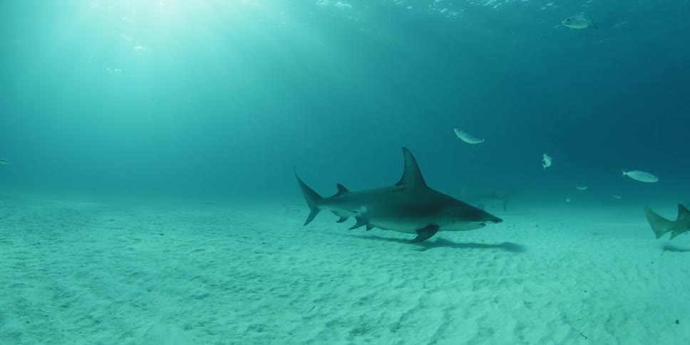 A hammerhead shark swims along the sand ahead