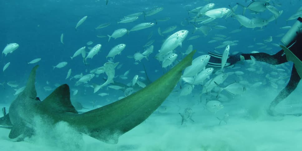 School of fish swimming amongst a few sharks and a scuba diver