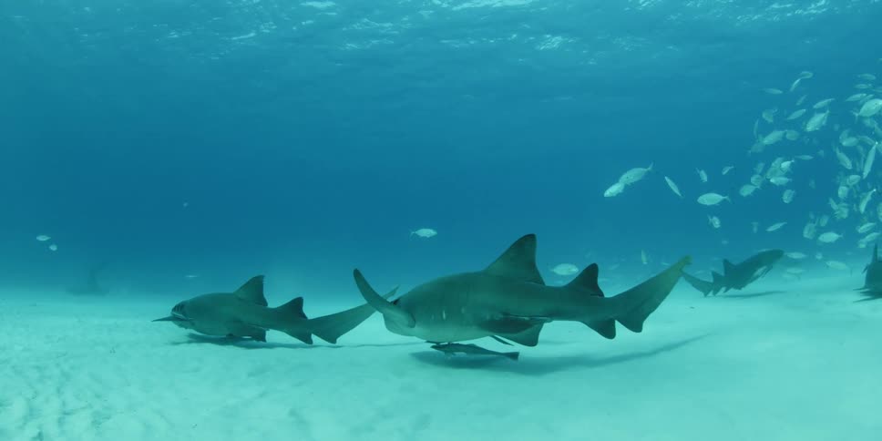 Sharks and fish swim along a sandy seabed
