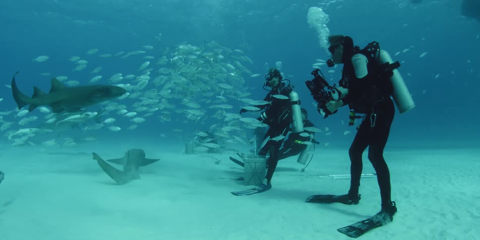 Divers swim with fish and sharks near the ocean floor