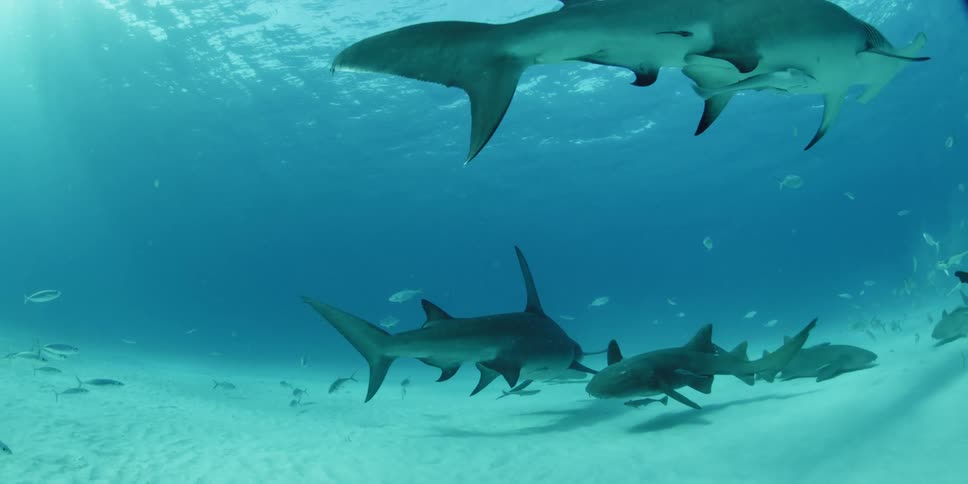 Fish pass by two hammerhead sharks on the bottom of the water