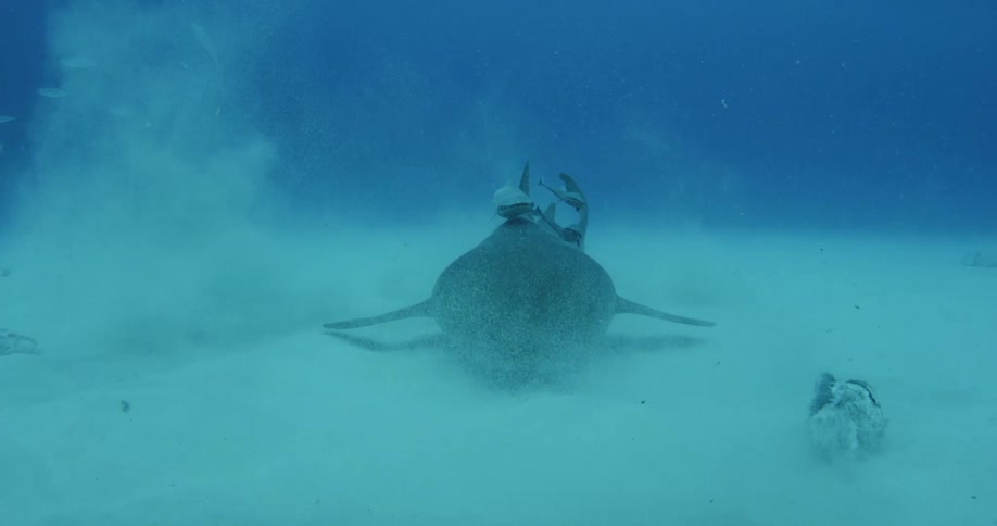 A large fish swimming near the ocean floor