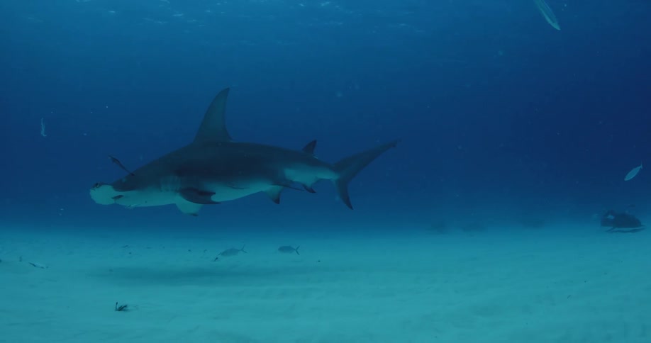 A slow motion moving hammerhead shark as it swims through the water near scuba divers that are filming it
