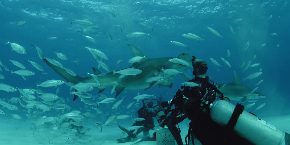 A school of fish swim around a diver