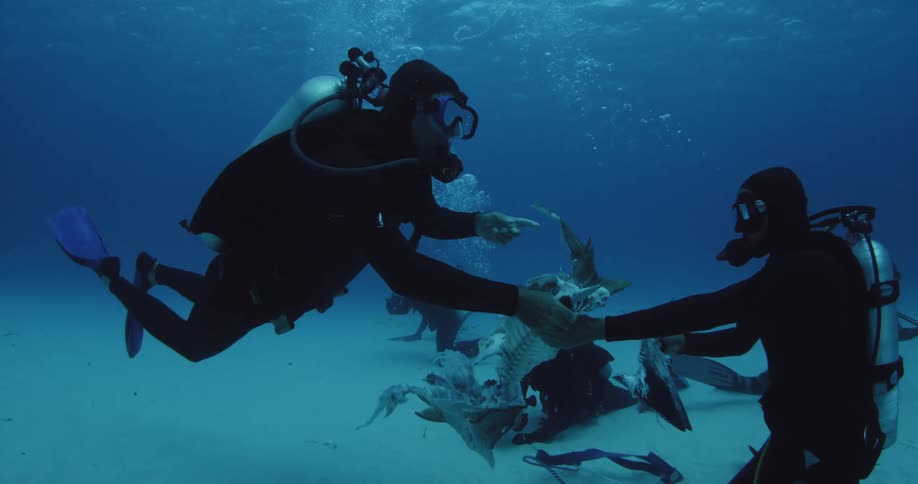 Divers swim near the ocean floor with shark bait