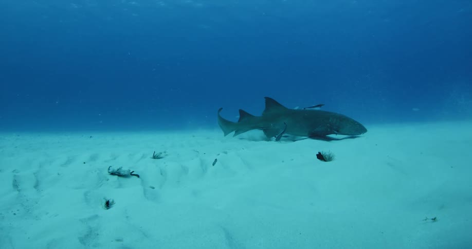 A shark and fish swim along a sandy ocean floor