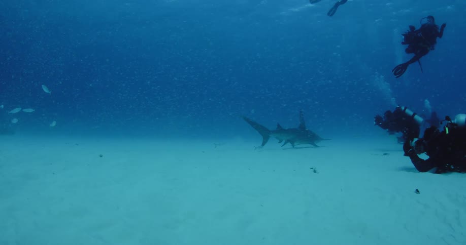 A scuba diver is filming sharks swimming near the bottom of the ocean
