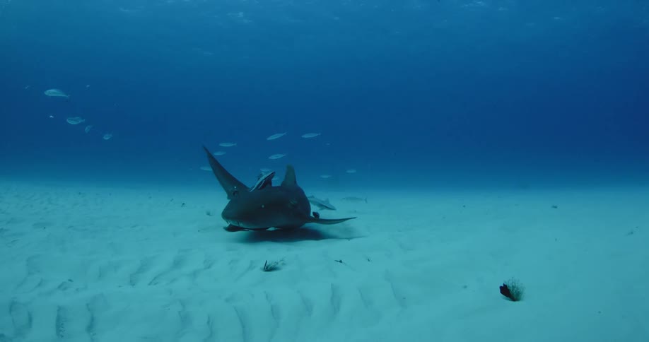 A shark and fish swim near the sandy ocean floor