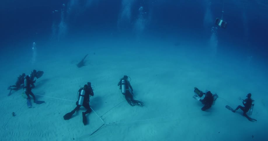 Divers swim with a shark near the ocean floor