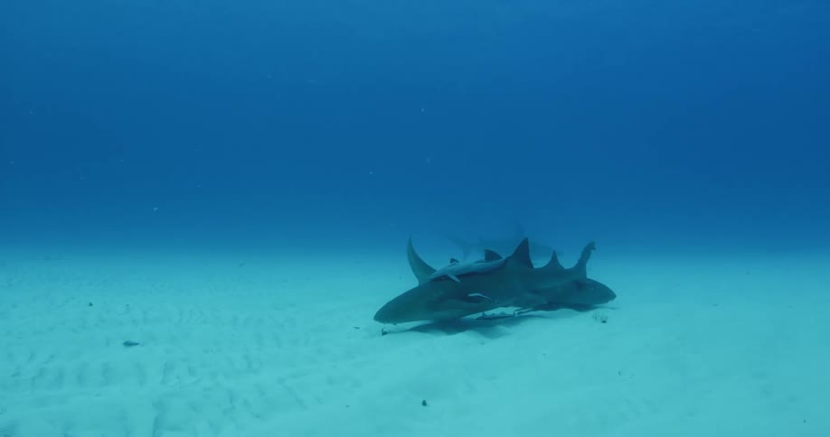Two sharks swim near the ocean floor