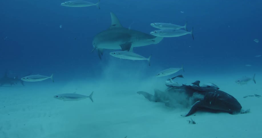 Fish and sharks swim near the sandy ocean floor