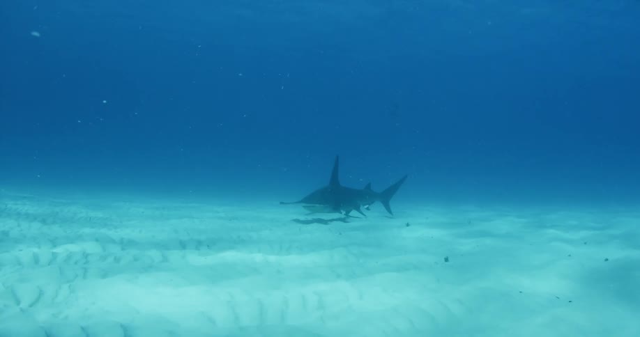 Shark gliding on the bottom of the ocean